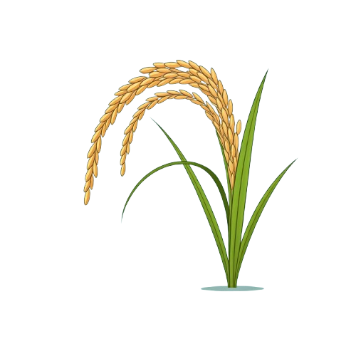 Oryza sativa